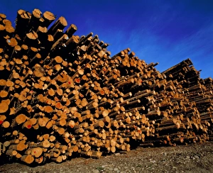 Tree Felling Techniques Drucke: Felled logs