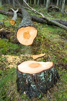 Forestry Industry Drucke: A felled tree trunk