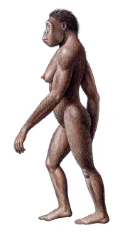 Weibliche Australopithecus africanus