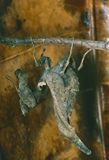 Amazon Rainforest Insects Drucke: Female dead-leaf mantis