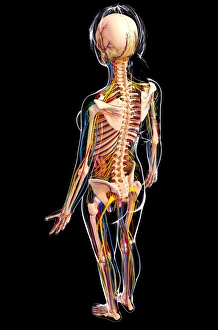Weibliche Lymphgefäßsystem, Kunstwerk