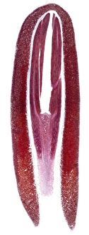 Seedling Growth Stages Drucke: Female pine cone seed, light micrograph