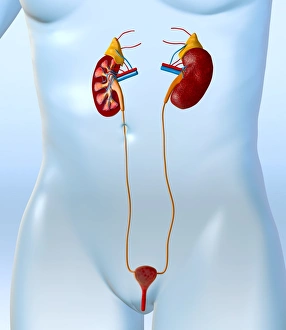 Drucke von Weiblicher Harnsystem. Computerzeichnung einer nackten Frau mit einem gesunden Harnsystem Bilder Datiert 2009 Februar: Weibliche Harnleiteranatomie, Kunstwerk