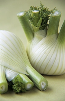Fennel Plant Drucke: Fennel