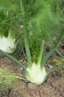 Fresh Herbs For Cooking Drucke: Fennel crop
