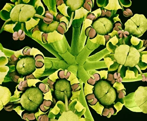 Drucke von Fenchelblütenkluster, farbiges Skanningelektronenmikroskopbild von oben einer Ansicht eines Fenchel-Fruchtstocks mit fünf-fach symmetrischen Blüten Bilder Datiert 2002 August: Fenchelsamenblüten (SEM)