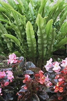 Houseplant Photography Ideas Drucke: Fern (Asplenium scolopendrium)