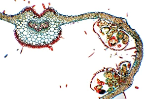 Fern Frond Drucke: Fern frond, light micrograph