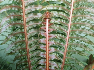 Fern Plant Growth Drucke: Fern fronds