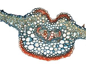 Plant Vascular System Drucke: Fern leaf, light micrograph