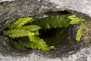 Cumbria Nature Reserve Drucke: Ferns in a limestone pavement