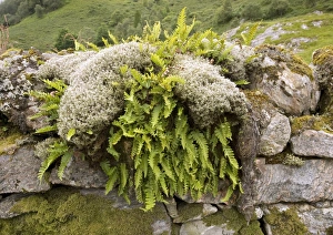 Drucke von Moos und Farnen auf einer Steinwand, fotografiert nahe dem Loch Duich im Nordwestschottland Bilder Datiert 2006 Mai: Wälder und Moos