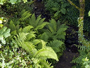 Forest Floor Vegetation Drucke: Ferns by a stream
