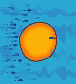 Fertilisation Process Drucke: Fertilisation