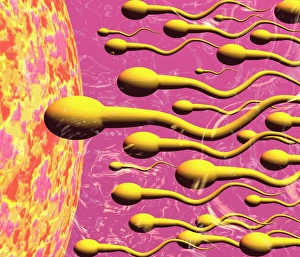 Fertilisation
