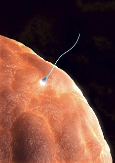 Drucke von Die Befruchtung. Computerkunstwerk einer Spermzelle (blau), die eine menschliche Eizelle (Ovum) durchdringt Bilder Datiert 2009 März: Befruchtung Kunstwerk
