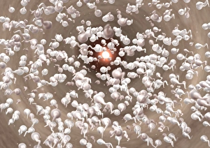 Reproductive Biology Images Drucke: Fertilisation, artwork C013 / 4643