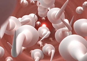 Fertilisation Process Drucke: Fertilisation, artwork C013 / 4644