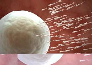 Fertilization Process Drucke: Fertilisation, artwork C013 / 4646