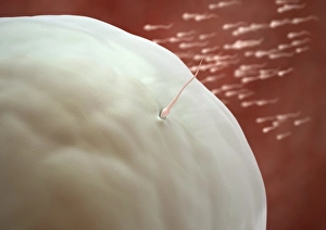 Fertilisation Process Drucke: Fertilisation, artwork C013 / 4647