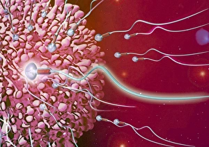 Fertilization Process Drucke: Fertilisation, artwork C016 / 7515