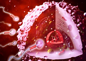 Fertilization Process Drucke: Fertilisation, artwork C016 / 7516