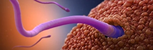 Fertilization Process Drucke: Fertilisation, artwork C018 / 6994