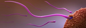 Reproductive Biology Images Drucke: Fertilisation, artwork C018 / 6995
