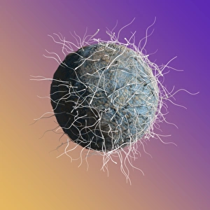 Fertilization Process Drucke: Fertilisation, artwork C018 / 6997