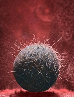 Reproductive Biology Images Drucke: Fertilisation, artwork C018 / 6998