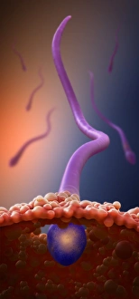 Reproductive Biology Images Drucke: Fertilisation, artwork C018 / 7003