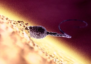 Fertilization Process Drucke: Fertilisation, computer artwork