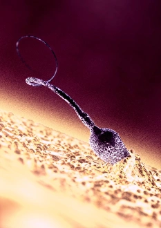 Künstlerische Fertilität