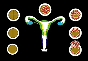 Fertilisation Process Drucke: Fertilisation and implantation, artwork