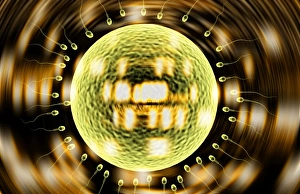 Deoxyribonucleic Acid Drucke: Fertility research