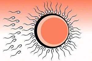 Drucke von Die Fertilisation. Kunstwerk aus Spermienzellen (weiß und schwarz), die eine menschliche Eizelle umgeben (rund). Die Eizelle wird von einer äußeren Schicht, der Zona pellucida (schwarz) geschützt Bilder Datiert 2004 Januar: Fertilization