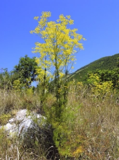 Botany Photography Drucke: Ferulago campestris