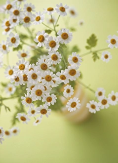 Herbal Medicine Flowers Drucke: Feverfew flowers