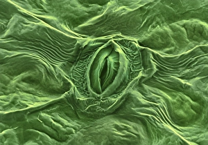 Guard Cells Function Drucke: Feverfew leaf surface, SEM