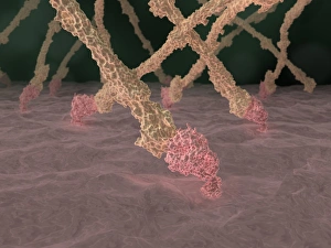 Blood Clotting Process Drucke: Fibrin strands, artwork