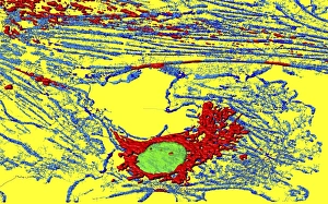 Mitochondria Energy Production Drucke: Fibroblast cell, fluorescent micrograph