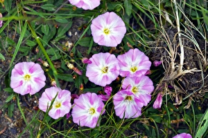 Invasive Plant Species Drucke: Field Bindweed (Convolvulus arvensis)