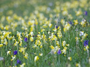 British Wildflowers In Bloom Drucke: Field of Cowslips and orchids