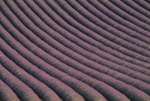 Drucke von Das Feld der Lavendel (Lavandula spica) Pflanzen pflanzlich in Reihen angelegt. Die Lavende hat mehrere medizinische Eigenschaften Bilder Datiert 2003 April: Feld der Lavendel