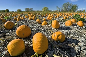 Vegetable Garden Images Drucke: Field of pumpkins