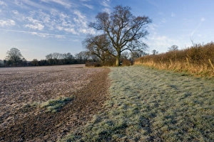 Devon Landscape Drucke: Field and trees at dawn, Devon