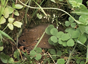 Microtus Agrestis Drucke: Field vole