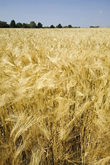 Field Of Grain Drucke: Field of wheat