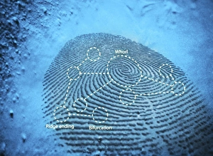 Drucke von Abdruckfingerabdruck: Computerartwork eines Fingerabdrucksrestes mit typischen Mustern für die Identifizierung von Merkmalen (Whorl, Ränderende und Befurkung) Bilder Datiert 2007 Oktober: Abdruck, Computerkunstwerk