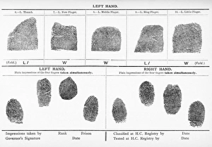 Drucke von Abdrücke von Fingerabdrücken, historische Bildung. Frühes 20.Jh.-Lithografien männlicher Fingerabdrücke. Veröffentlicht im 'Lehrbuch der medizinischen Rechtsmedizin' von George Vivian Poore (1902) Bilder Datiert 2011 November: Abdrücke, historische Bildung